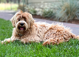Our Sires/Oregon/JuniperRidgeAustralian Labradoodles